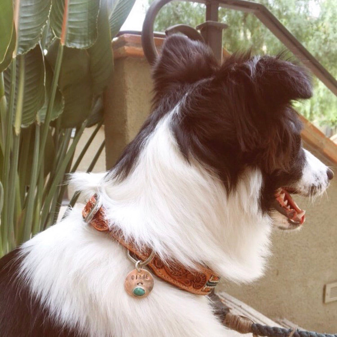 Furry Friend Tag