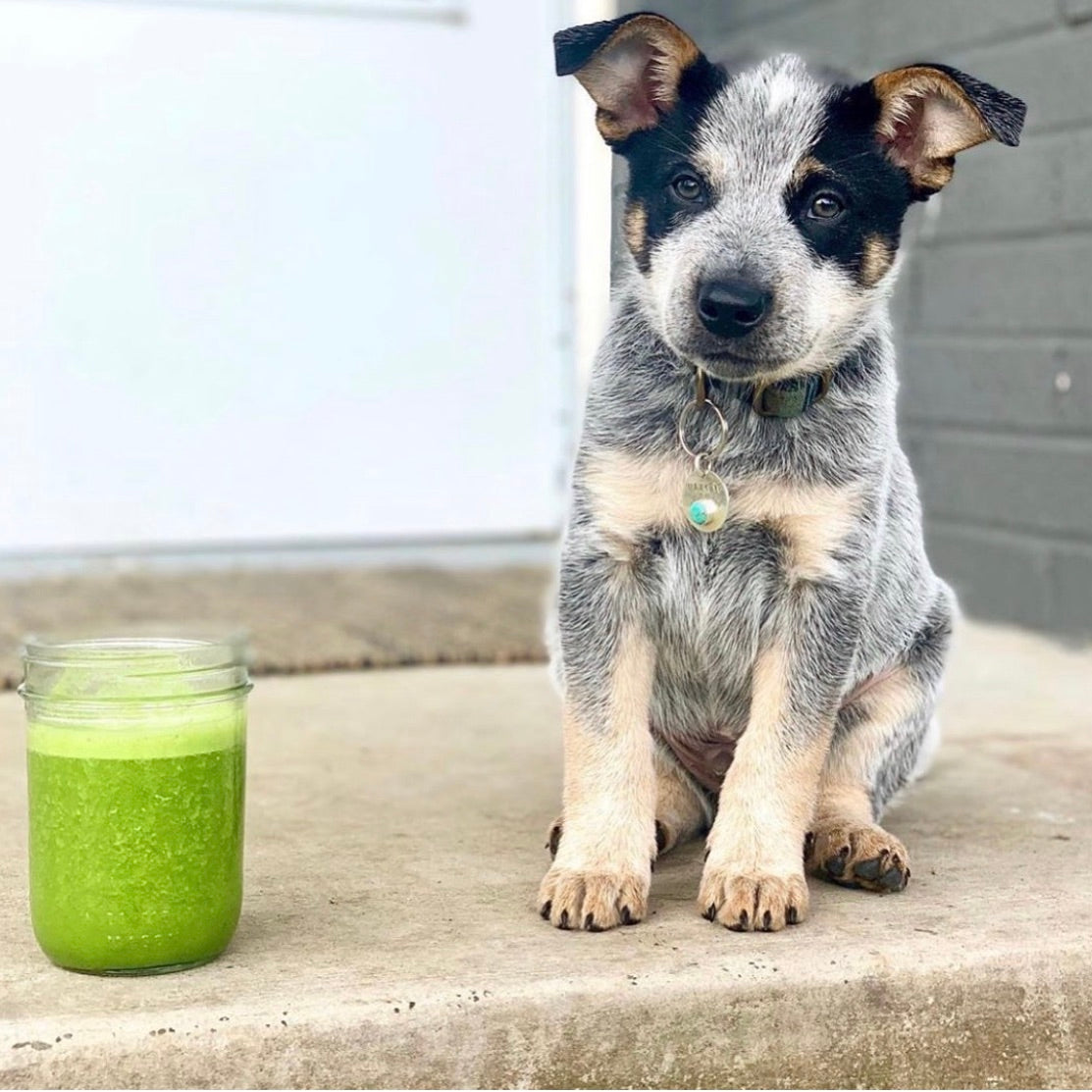 Furry Friend Tag